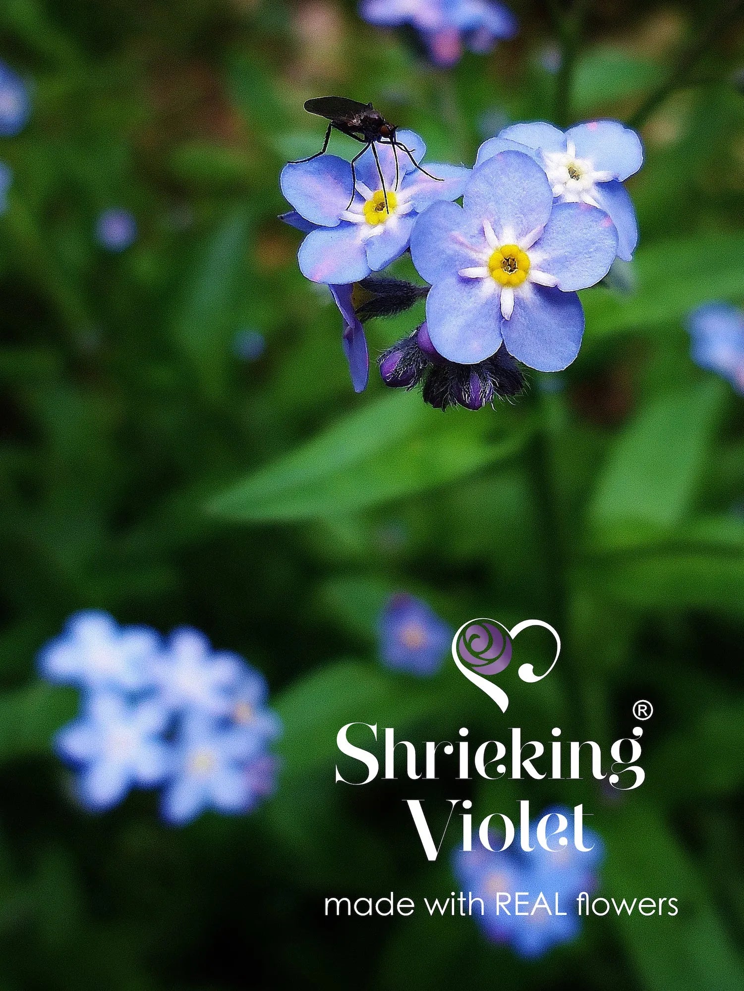 Vergeet-mij-niet Bloem G-sleutel Zilveren Ketting | Krijsende Violet®