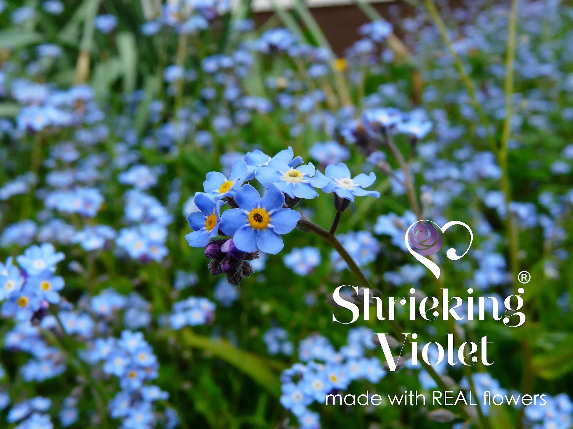 Vergeet-mij-niet Bloem G-sleutel Zilveren Ketting | Krijsende Violet®