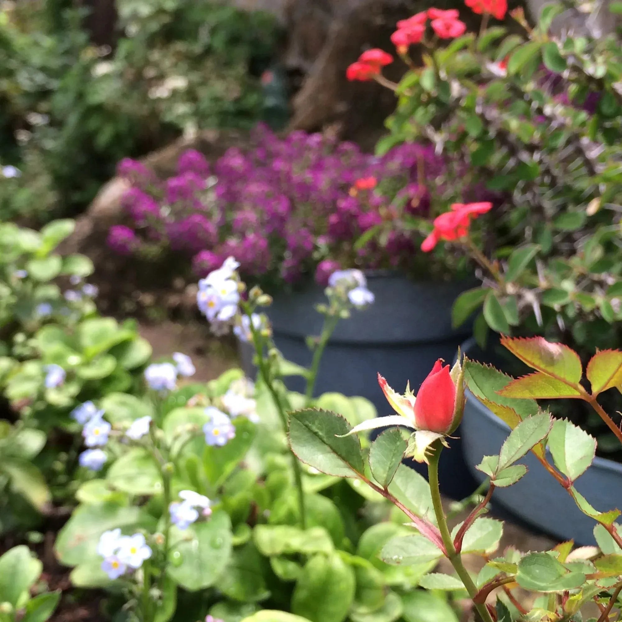 Piccolo ciondolo rotondo con veri fiori di Euphorbia – Argento
