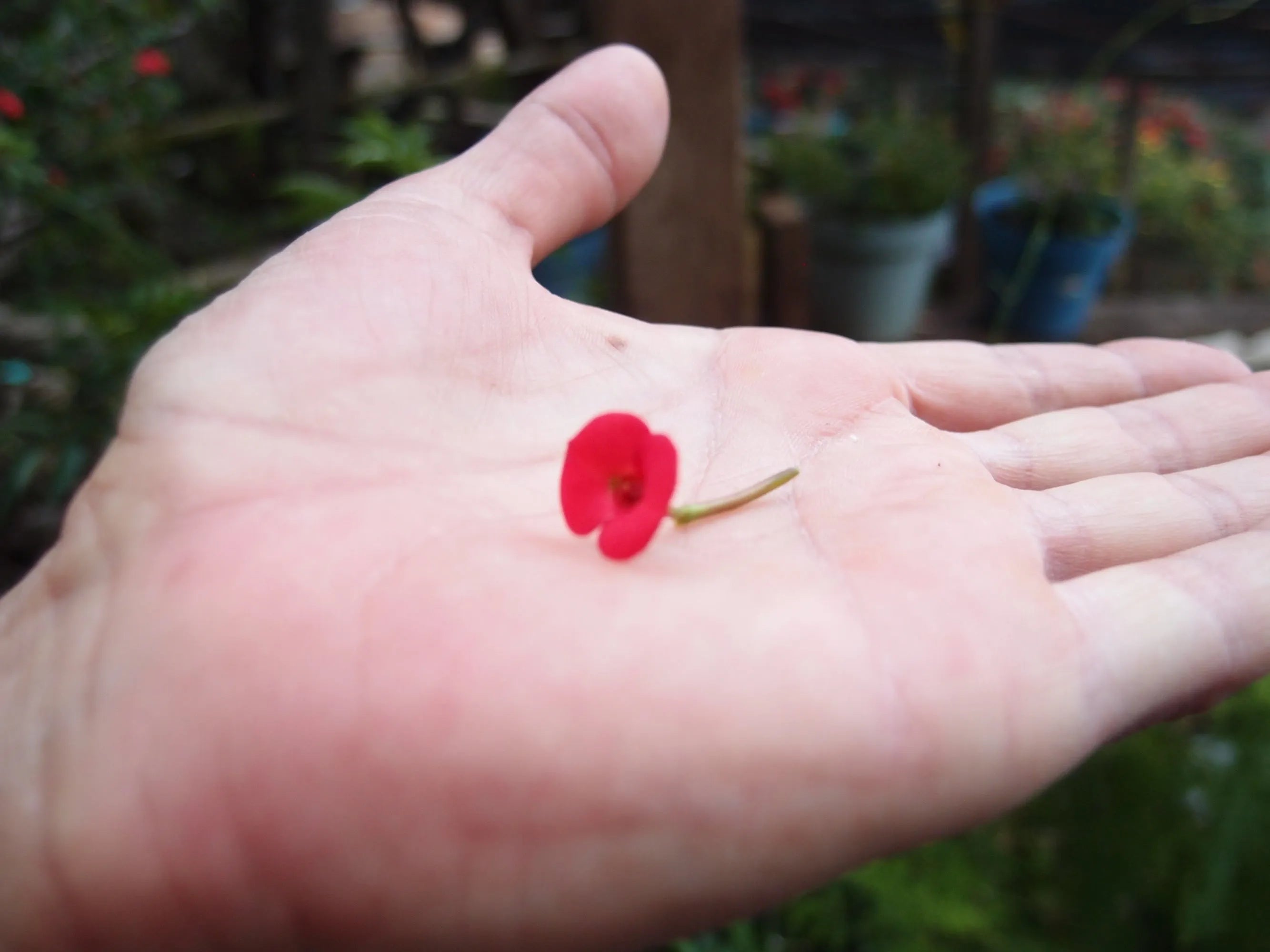 Piccolo ciondolo rotondo con veri fiori di Euphorbia – Argento