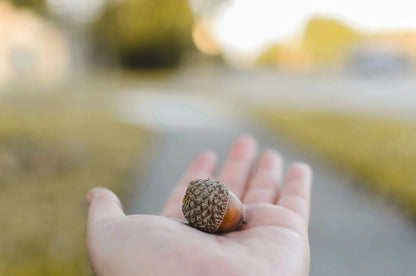 Gold-Plated Acorn Pendant Necklace with 24" Chain - Real Acorn!