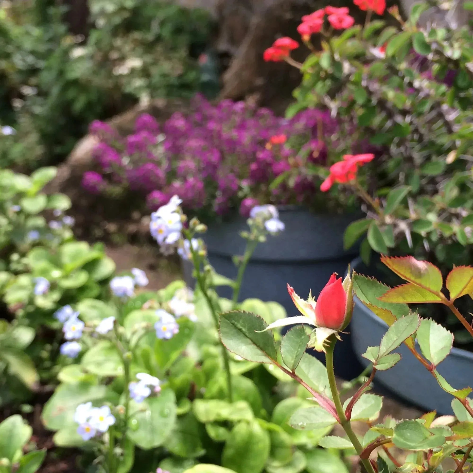 银胸针 | 混合花 | 半月