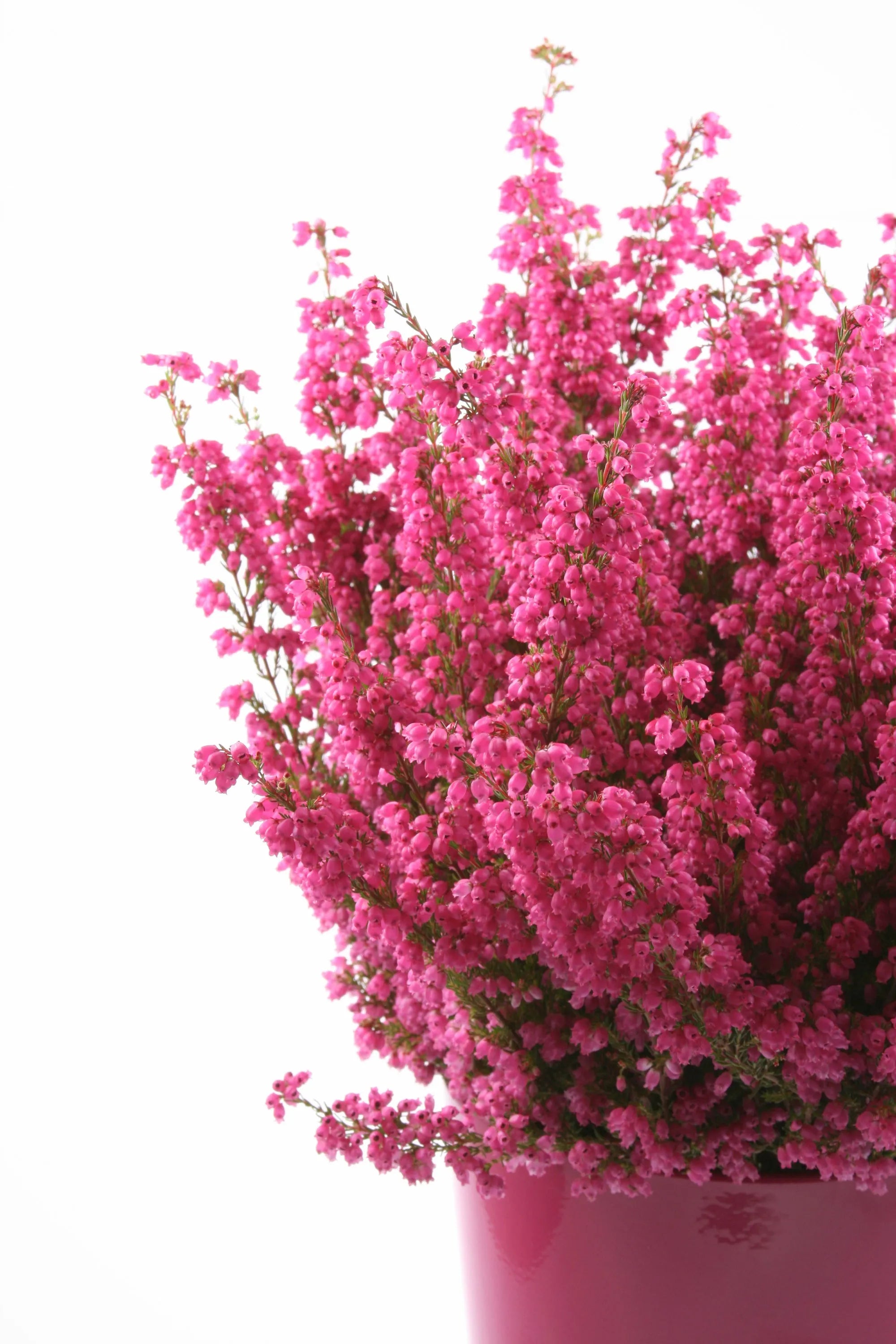 Colar de prata esterlina de urze com coração pequeno feito à mão - Flores reais
