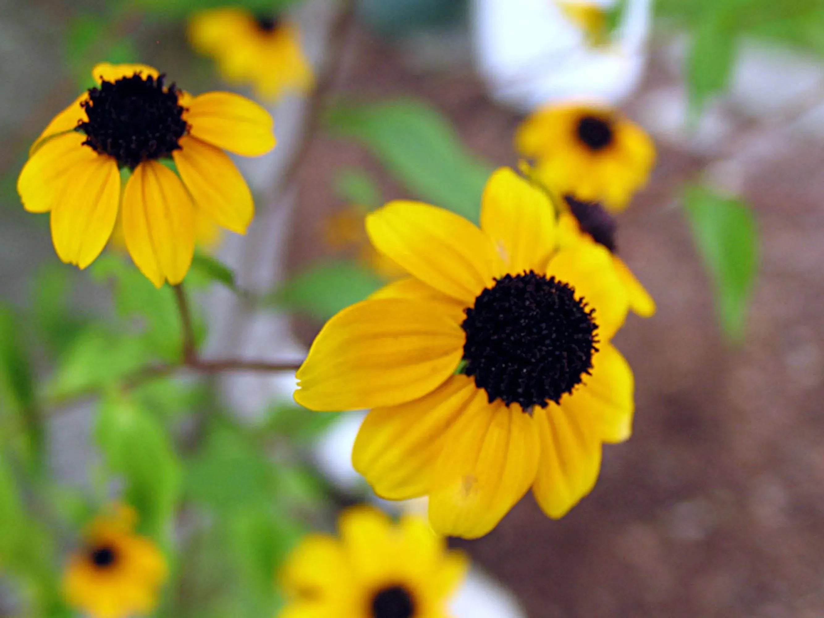 Spilla d'argento | Girasole | Mezza luna