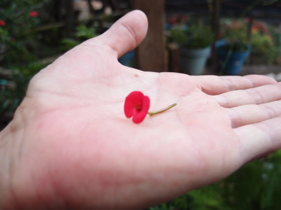 Red on sale poppy necklace